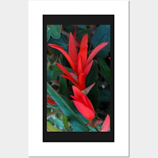 Rising Red Christmas Fuchsia Posters and Art